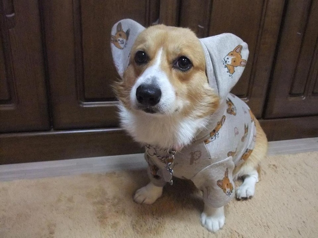 dog17