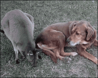 animal30