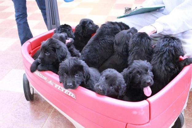 puppie09