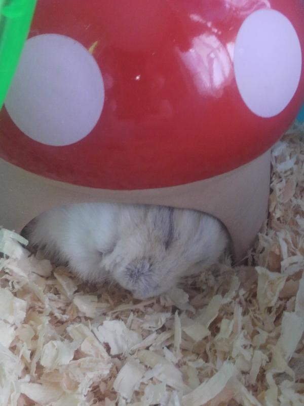 ham3