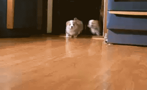 dog12