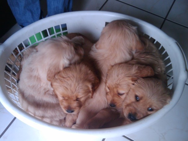 puppie04