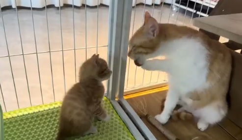 ネコさん　顔の洗い方を赤ちゃんに教える