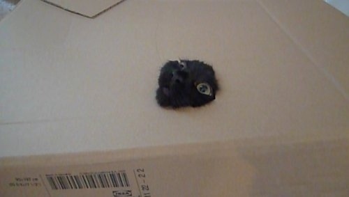 cat19