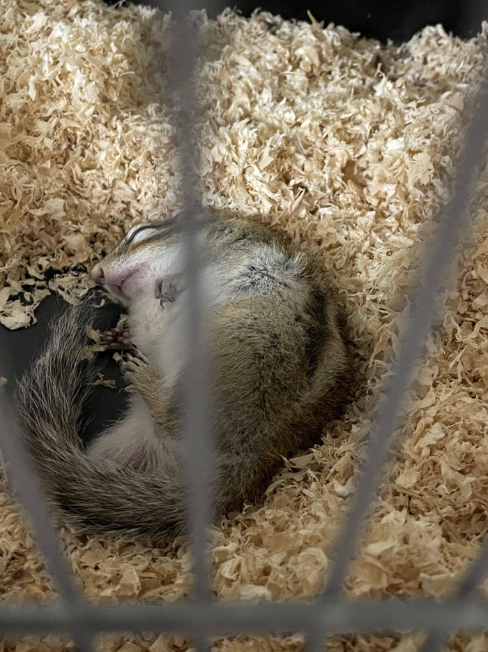 ワイの飼っているリス、寝相がすごい