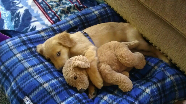 puppy07