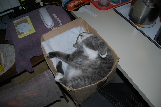 cat20