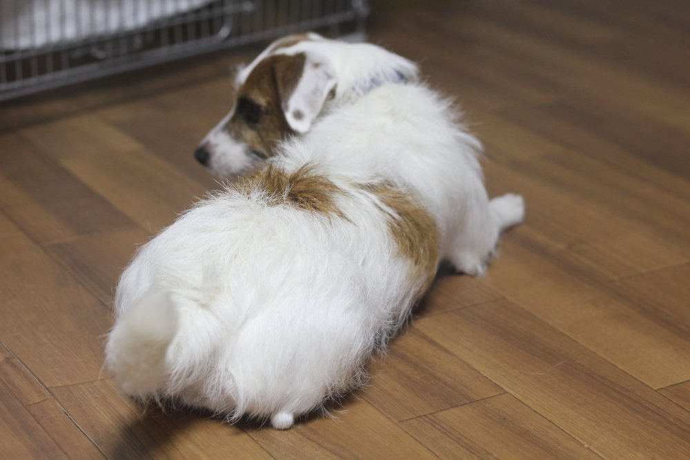 acジャパン 死因 華 あず レン acジャパン 死因 華 あず レン