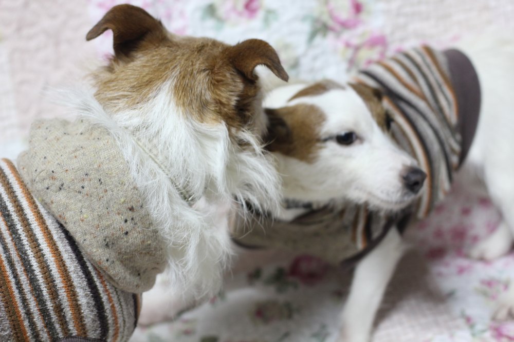 歯を剥く瞬間 華 あず レン
