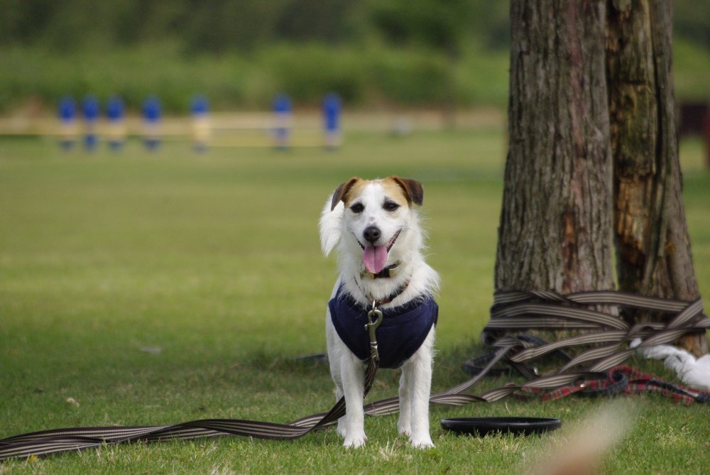 ａｃジャパン 死因 華 あず レン