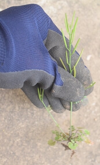 100円 ダイソーの 楽々根切り で雑草取りが格段に楽に 我が家のアイドルが帰ってきました Happy Go Lucky 心地いい暮らしのコツ Powered By ライブドアブログ