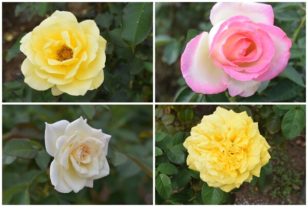 神代植物公園バラ