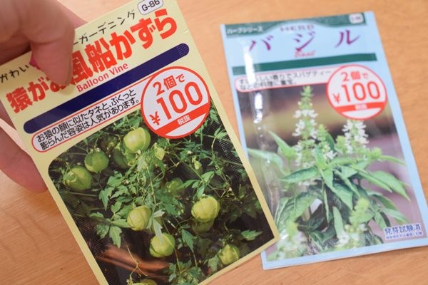 ダイソー】種から育てた「風船かずら（ふうせんかずら）」が可愛い