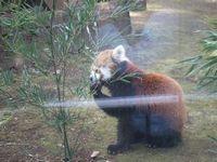 レッサーパンダ