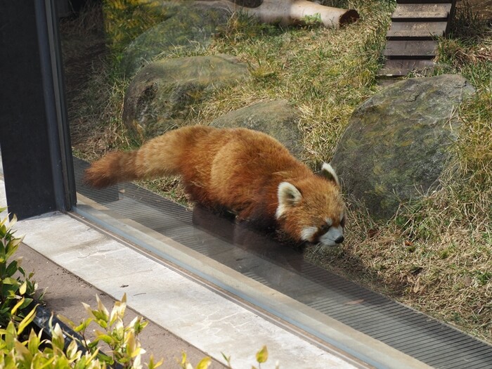上野動物園 パンダ以外も可愛い ゾウの赤ちゃんを連れて帰りたかった 無理 Happy Go Lucky 心地いい暮らしのコツ Powered By ライブドアブログ 上野動物園 パンダ以外も可愛い ゾウの赤ちゃんを連れて帰りたかった 無理 Happy Go Lucky 心地いい暮らしのコツ Powered By ライブドアブログ