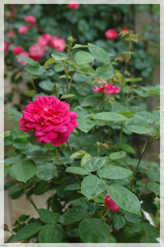 ソフィーズ・ローズ2