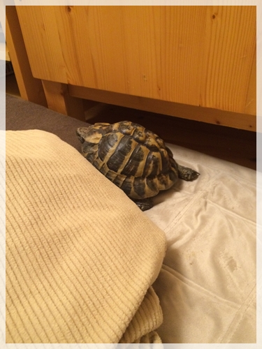 自由にお散歩ひでちゃん