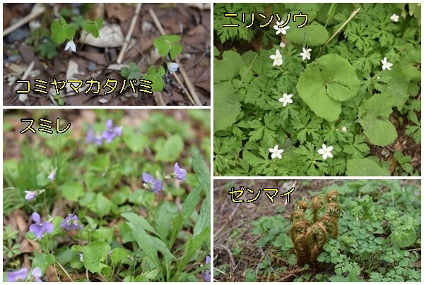 上高地の植物