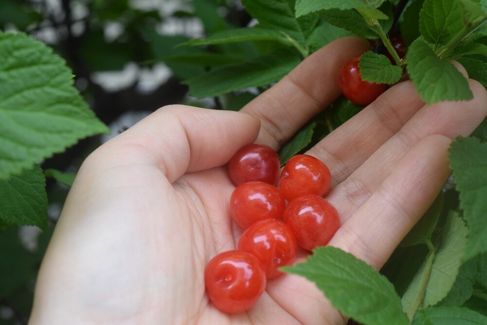 ユスラウメのジャム作り マスクが届きました Happy Go Lucky 心地いい暮らしのコツ Powered By ライブドアブログ