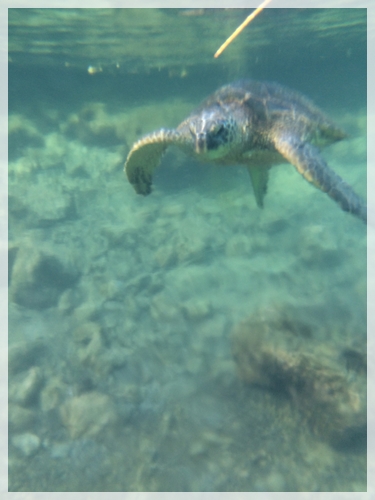 ウミガメと一緒に