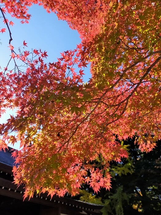 IMG20221103125900