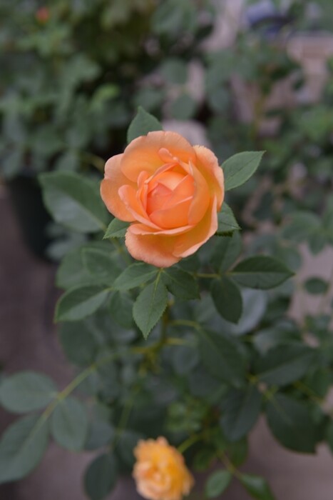 DSC_4684