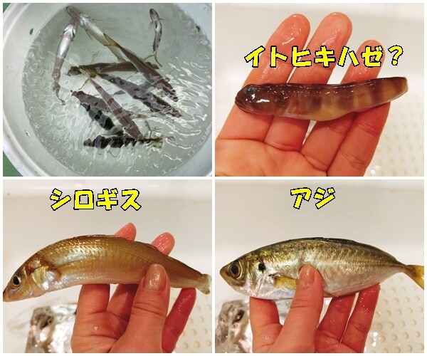 東京湾釣