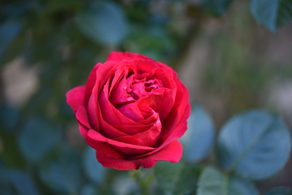 DSC_4841