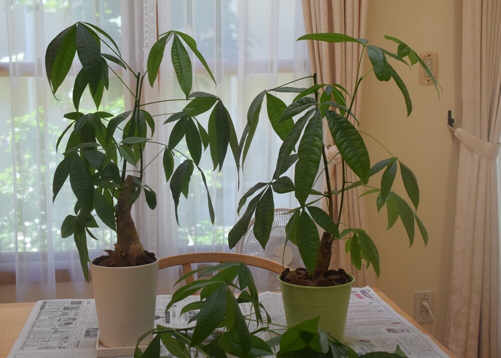 観葉植物 パキラの剪定 ダイソーの観葉植物の土 100均 Happy Go Lucky 心地いい暮らしのコツ Powered By ライブドアブログ