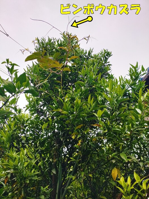 IMG20250524092732