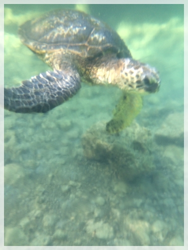 ウミガメと一緒に泳ぐ