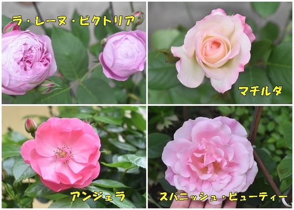 ピンクのバラ