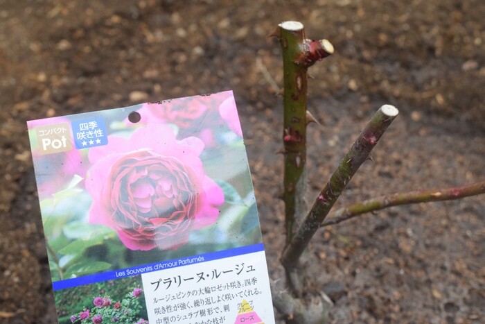 バラの手入れ 冬の寒肥入れと石灰硫黄合剤を塗りました Happy Go Lucky 心地いい暮らしのコツ Powered By ライブドアブログ バラの手入れ 冬の寒肥入れと石灰硫黄合剤を塗りました Happy Go Lucky 心地いい暮らしのコツ Powered By ライブドアブログ