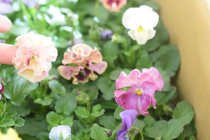 M a a 様ご予約品　ケ）2苗　フリル咲きビオラ　アイクルール　タグ付き M a a 様ご予約品 ケ）2苗 フリル咲きビオラ アイクルール タグ付き