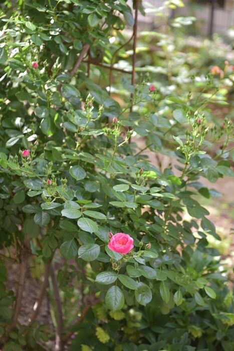 DSC_8872
