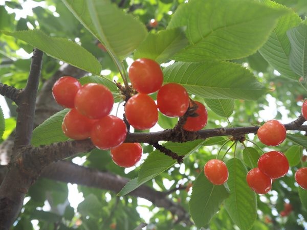 日帰りバスツアー 山梨でサクランボ狩り 八ヶ岳高原列車に乗ってきました 大満足 Happy Go Lucky 心地いい暮らしのコツ Powered By ライブドアブログ