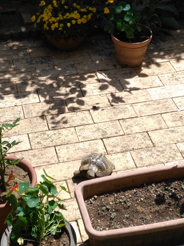ひでちゃんには届かない