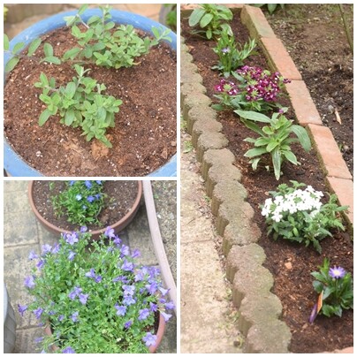 花苗を植える