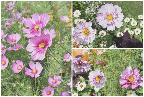 コスモス