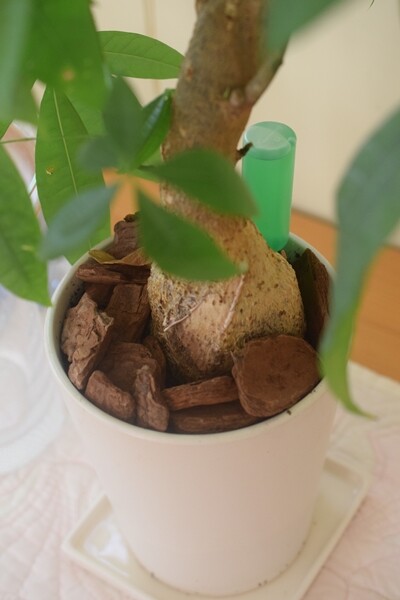 観葉植物 パキラの剪定 ダイソーの観葉植物の土 100均 Happy Go Lucky 心地いい暮らしのコツ Powered By ライブドアブログ 観葉植物 パキラの剪定 ダイソーの観葉植物の土 100均 Happy Go Lucky 心地いい暮らしのコツ Powered By ライブドアブログ