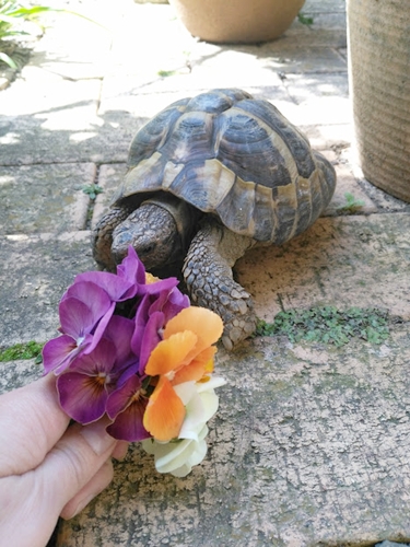 ビオラとひでちゃん