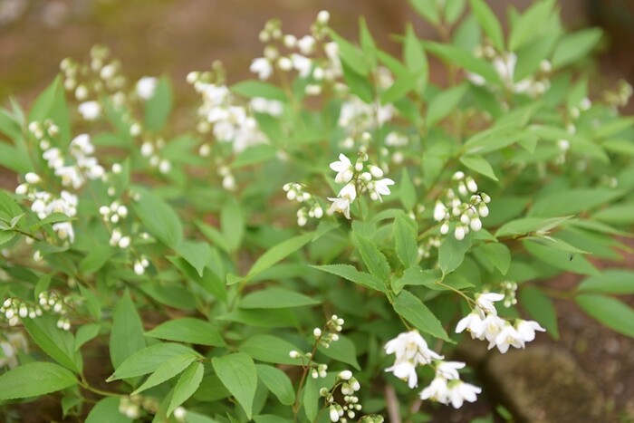 春の花 アン好きな方と語りたい 庭で咲いているこの花は何 と思ったらgoogleレンズですぐに検索 Happy Go Lucky 心地いい暮らしのコツ Powered By ライブドアブログ