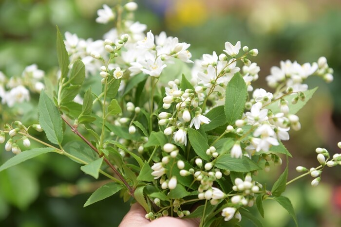 春の花 アン好きな方と語りたい 庭で咲いているこの花は何 と思ったらgoogleレンズですぐに検索 Happy Go Lucky 心地いい暮らしのコツ Powered By ライブドアブログ
