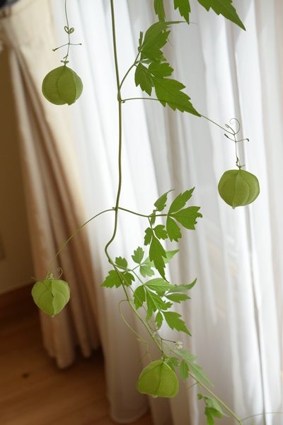 ダイソー】種から育てた「風船かずら(ふうせんかずら)」が ダイソー】種から育てた「風船かずら(ふうせんかずら)」が