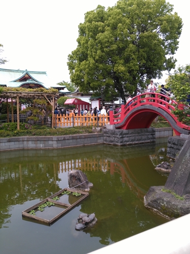 亀だらけ