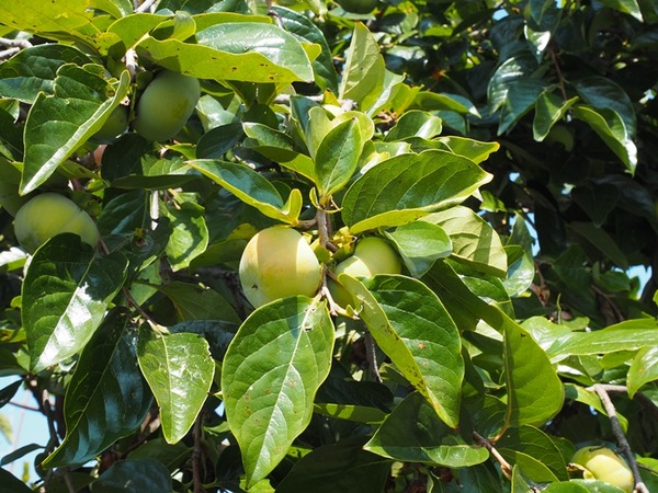 P9070984