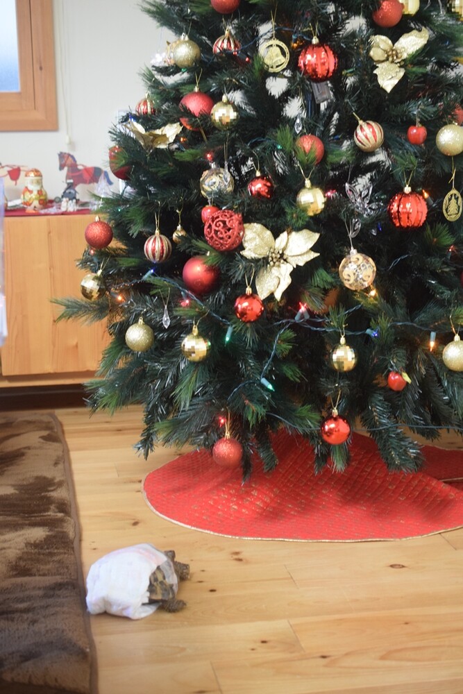 19christmas クリスマスツリーを飾りました Happy Go Lucky 心地いい暮らしのコツ Powered By ライブドアブログ