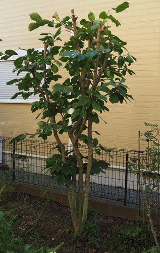 PA070088