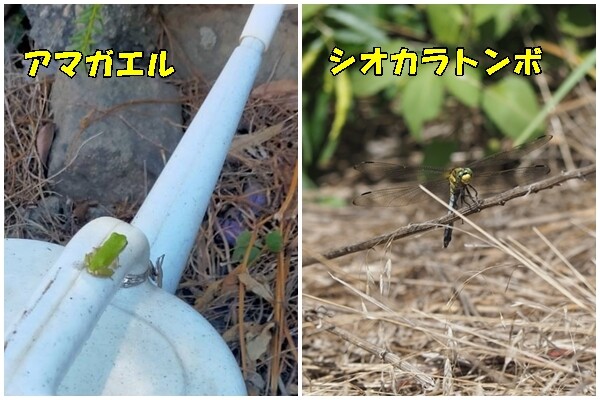 山梨の夏