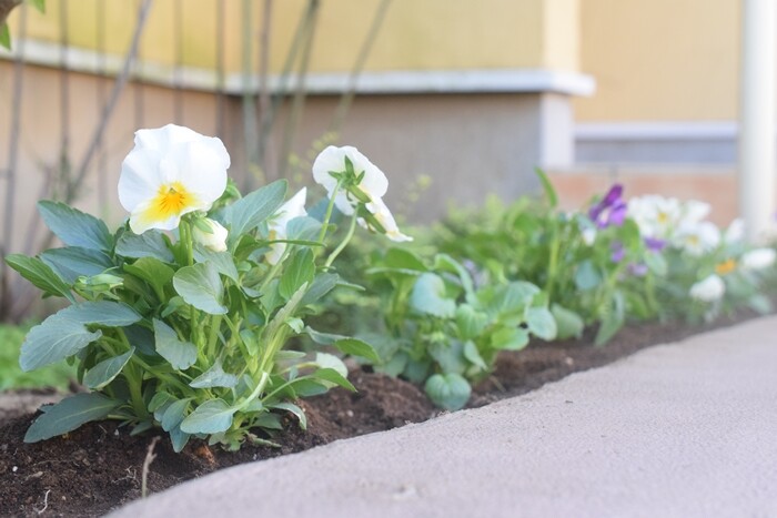 ダイソー 秋植え球根を買ってみました チューリップ クロッカス そして冬のお花 Happy Go Lucky 心地いい暮らしのコツ Powered By ライブドアブログ ダイソー 秋植え球根を買ってみました チューリップ クロッカス そして冬のお花 Happy Go Lucky 心地いい暮らしのコツ Powered By ライブドアブログ